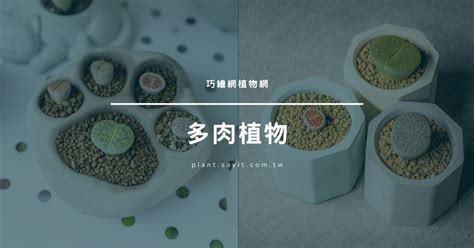 送盆栽意思|最佳送禮時機與植物！送盆栽讓心意更具巧思的秘訣